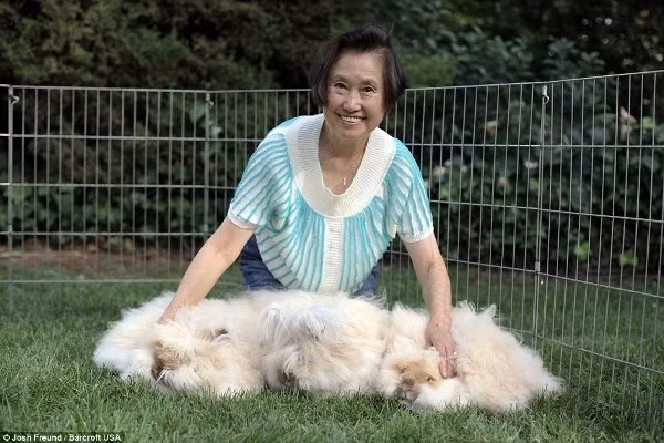 Chú thỏ có bộ lông dài nhất thế giới ảnh 11