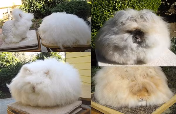 Chú thỏ có bộ lông dài nhất thế giới ảnh 10