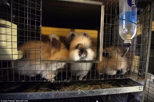 Chú thỏ có bộ lông dài nhất thế giới ảnh 6