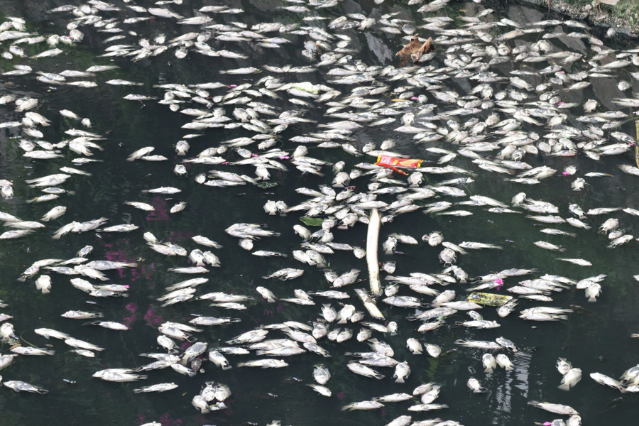 Nhiều loài cá lớn, nhỏ chết nổi trắng mặt hào. (Ảnh: Phạm Tâm)