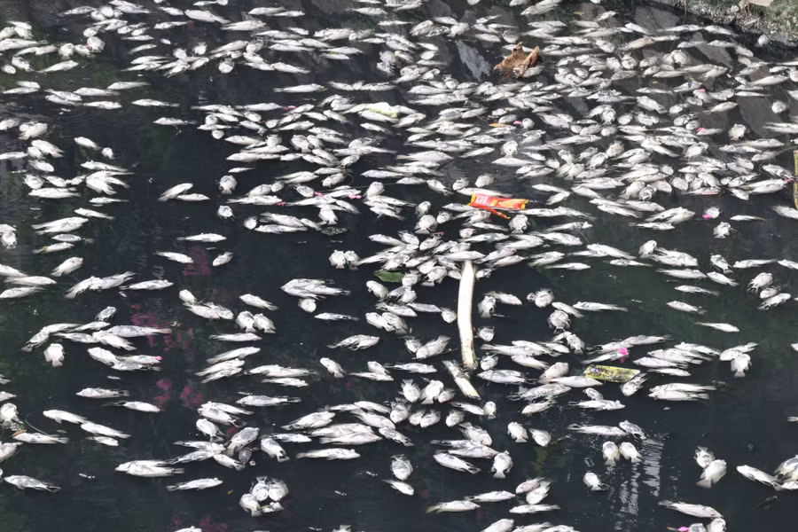 Nhiều loài cá lớn, nhỏ chết nổi trắng mặt hào. (Ảnh: Phạm Tâm)