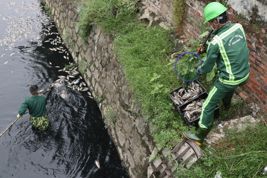 Công nhân môi trường vớt xác cá đem đi chôn lấp. (Ảnh: Phạm Tâm)