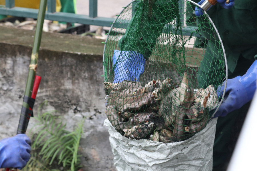 Công nhân môi trường vớt được hàng tấn cá chết. (Ảnh: Phạm Tâm)