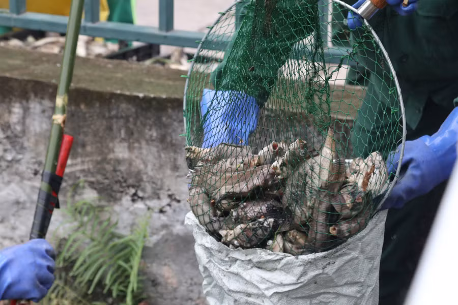 Công nhân môi trường vớt được hàng tấn cá chết. (Ảnh: Phạm Tâm)