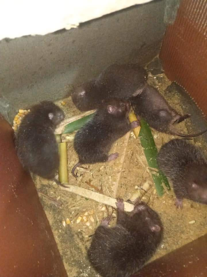 Chuồng nuôi dúi của anh Dựng.