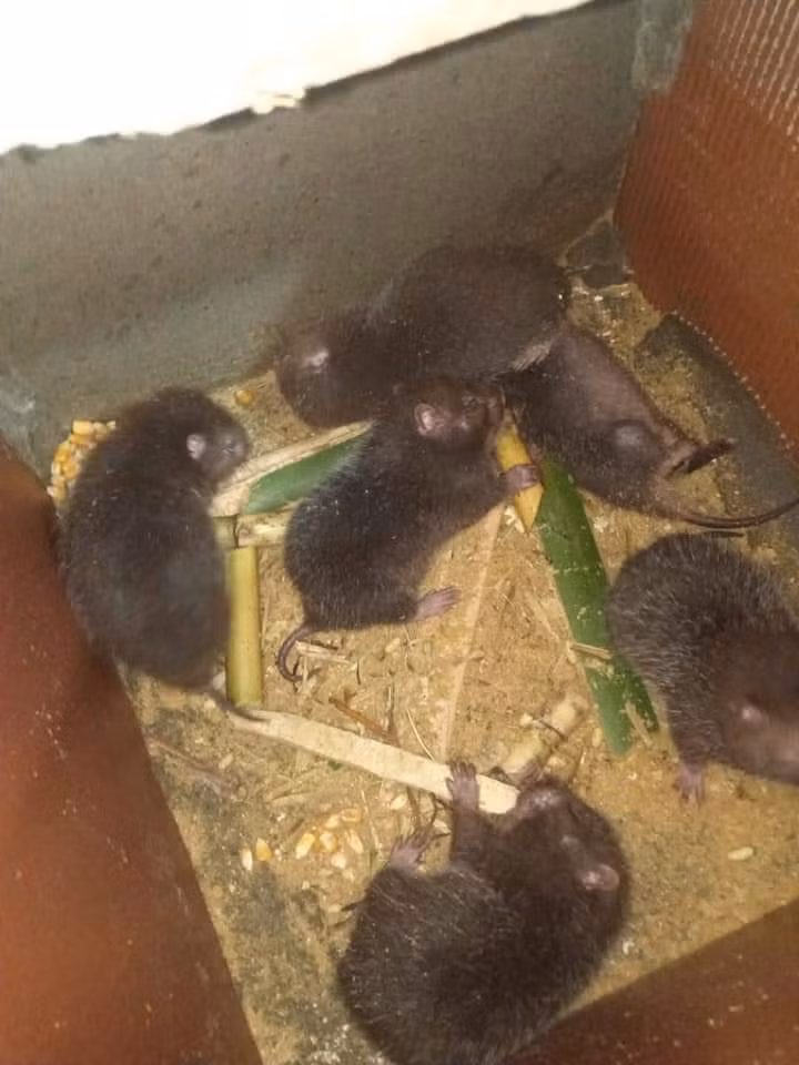 Chuồng nuôi dúi của anh Dựng.