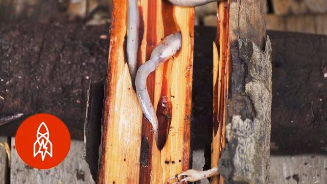 Ăn sống sâu gỗ nhầy nhụa – món đặc sản xếp hạng kinh dị” - 3