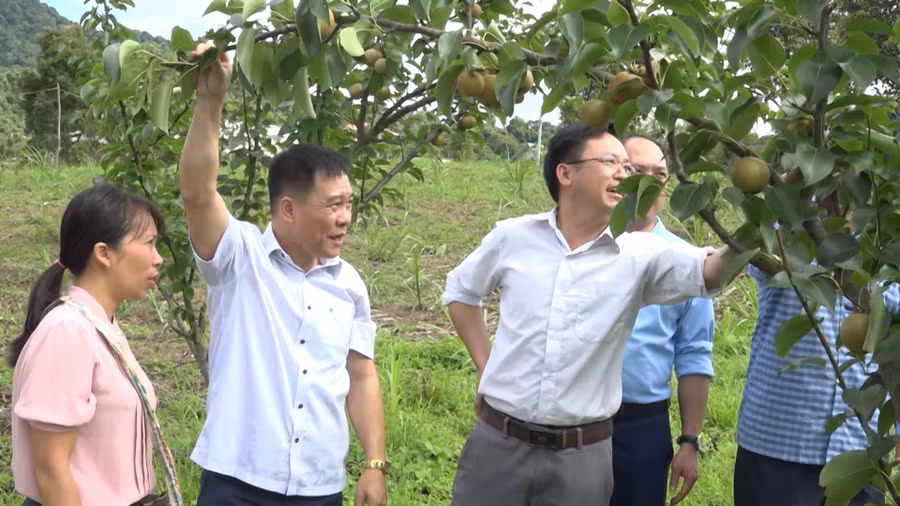 Huyện Điện Biên Đông xuất hiện ngày càng nhiều những mô hình kinh tế cho thu nhập cao, ổn định.