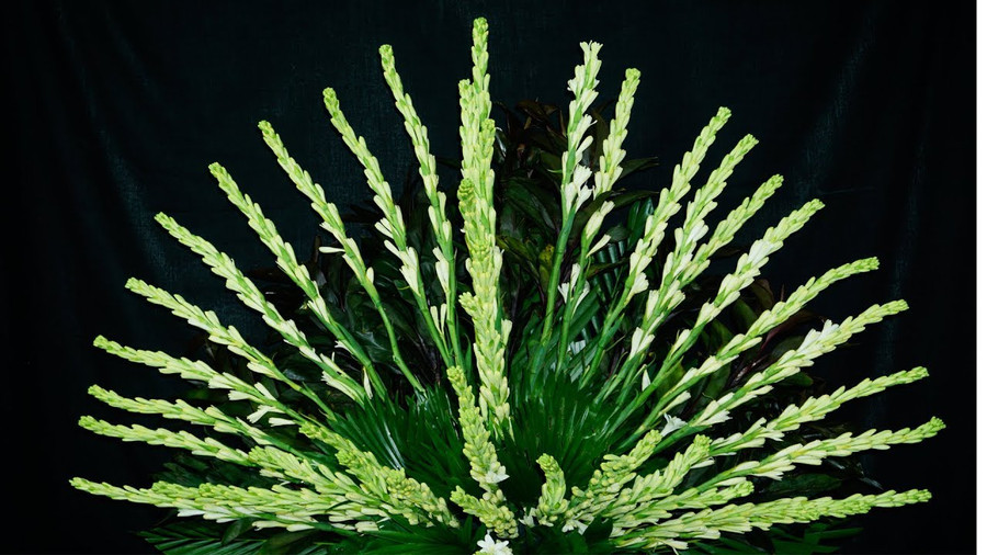 Cách chọn hoa đặt bàn thờ để thu tài nạp khí, gia đình hưng vượng ảnh 3 Cách chọn hoa đặt bàn thờ để thu tài nạp khí, gia đình hưng vượng ảnh 3