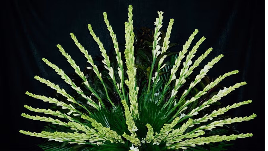 Cách chọn hoa đặt bàn thờ để thu tài nạp khí, gia đình hưng vượng ảnh 3