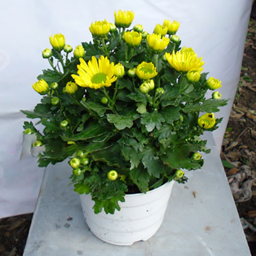 Cách chọn hoa đặt bàn thờ để thu tài nạp khí, gia đình hưng vượng ảnh 1 Cách chọn hoa đặt bàn thờ để thu tài nạp khí, gia đình hưng vượng ảnh 1