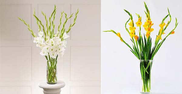 Cách chọn hoa đặt bàn thờ để thu tài nạp khí, gia đình hưng vượng ảnh 4 Cách chọn hoa đặt bàn thờ để thu tài nạp khí, gia đình hưng vượng ảnh 4