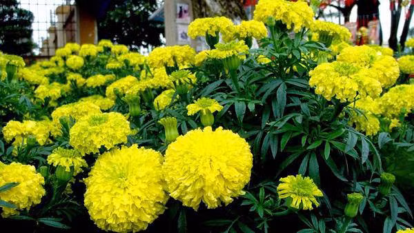 5 loai hoa vua dep lai co cong dung duoi muoi "xuat sac" nen trong ngay trong nha - 1