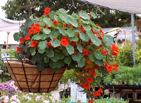 5 loai hoa vua dep lai co cong dung duoi muoi "xuat sac" nen trong ngay trong nha - 5