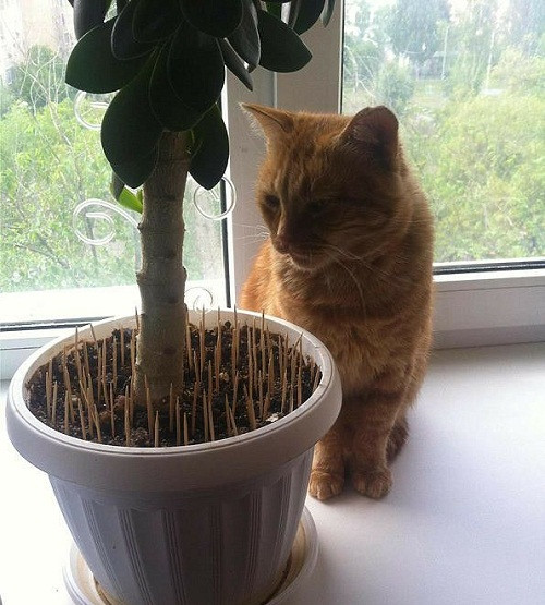 Cách bảo vệ cây cảnh tránh xa móng vuốt thú cưng.