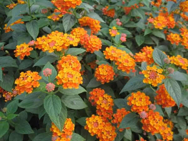 5 loai hoa vua dep lai co cong dung duoi muoi "xuat sac" nen trong ngay trong nha - 4