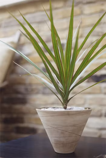 Cây rồng: Nếu bạn để bình cây có lá mảnh mai này ngoài chỗ nắng, cây sẽ bị chết. Hãy đặt cây ở nơi có ít ánh sáng nhất có thể.