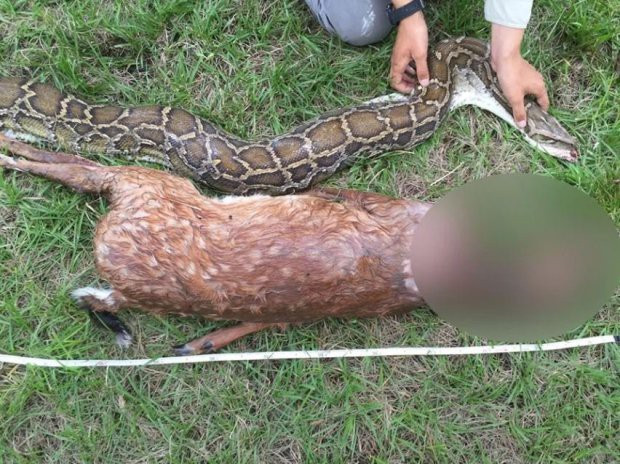 “Nuốt không trôi”, con trăn phải nôn nguyên một chú hươu ra khỏi bụng ảnh 3 “Nuốt không trôi”, con trăn phải nôn nguyên một chú hươu ra khỏi bụng ảnh 3