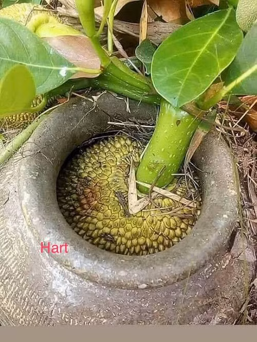 Làm sao để lấy quả mít ra khỏi lu.