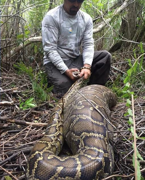 “Nuốt không trôi”, con trăn phải nôn nguyên một chú hươu ra khỏi bụng ảnh 1 “Nuốt không trôi”, con trăn phải nôn nguyên một chú hươu ra khỏi bụng ảnh 1