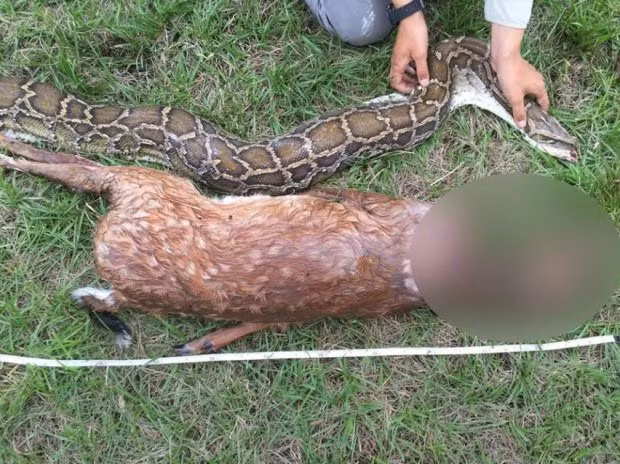 “Nuốt không trôi”, con trăn phải nôn nguyên một chú hươu ra khỏi bụng