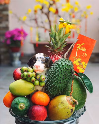 Mâm ngũ quả ngày Tết 3 miền có gì khác nhau? ảnh 4