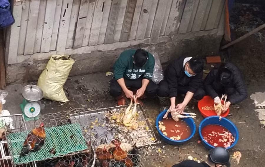 Chiều tối 29 Tết, gia đình anh Lam vẫn cần mẫn mổ gà, làm sạch phục vụ bà con thủ đô.