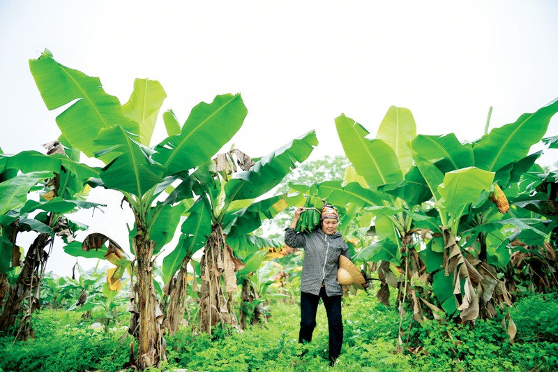 Lá chuối được xếp lại sau đó được vác về nhà đợi người thu mua đến hoặc sẽ được người dân vận chuyển đến những điểm người mua đã đặt từ trước.