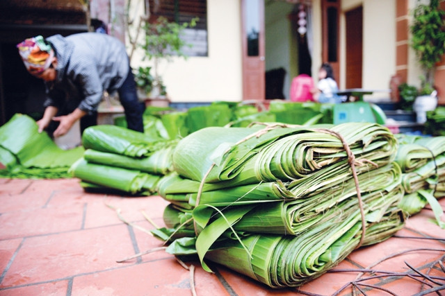 Lá chuối được bán với giá 10.000 đồng/kg, mỗi ngày, mỗi hộ gia đình thu hoạch được khoảng 2 tạ lá chuối.