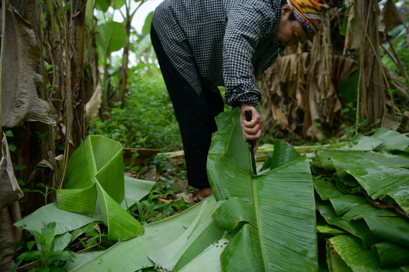 Từng tàu lá chuối được cắt xuống một cách cẩn thận tránh bị rách.