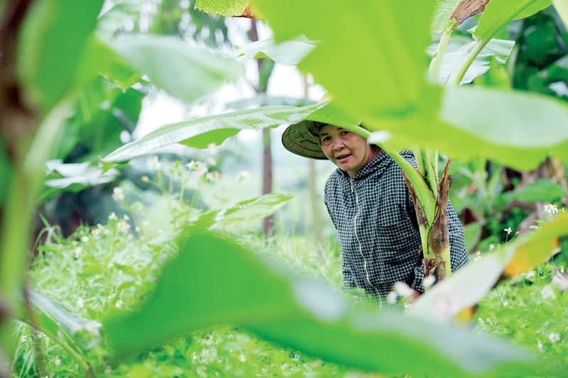 Từ tờ mờ sáng, những người dân đã có mặt tại cánh đồng chuối để bắt đầu công việc của một ngày.