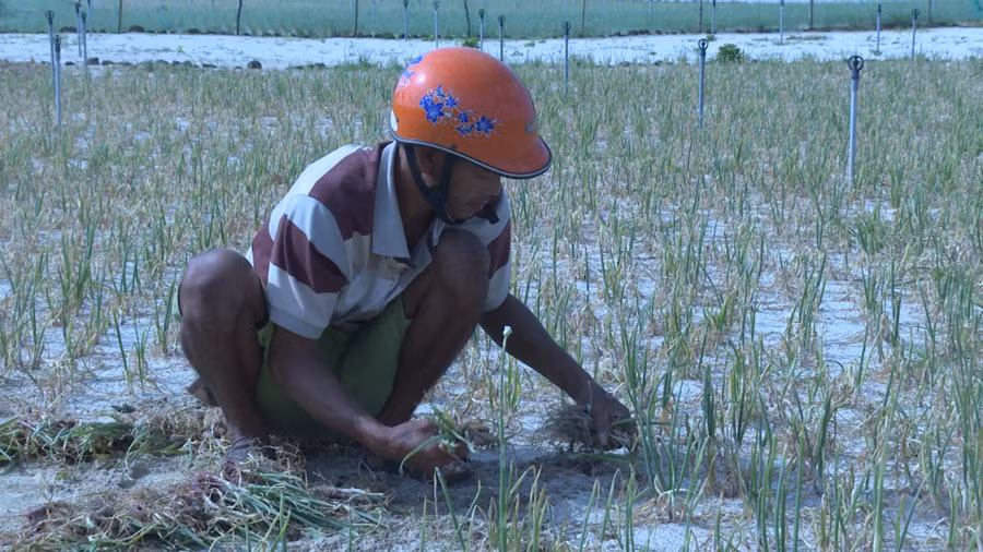  Người dân trồng hành tỏi Lý Sơn đang lao đao vì mất mùa vụ hành Thu Đông.