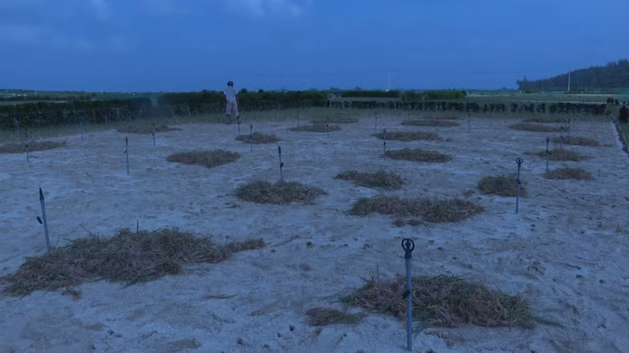 Hàng chục héc ta hành Thu Đông của nông dân Lý Sơn hư hại vì thời tiết bất thường. Hàng chục héc ta hành Thu Đông của nông dân Lý Sơn hư hại vì thời tiết bất thường.