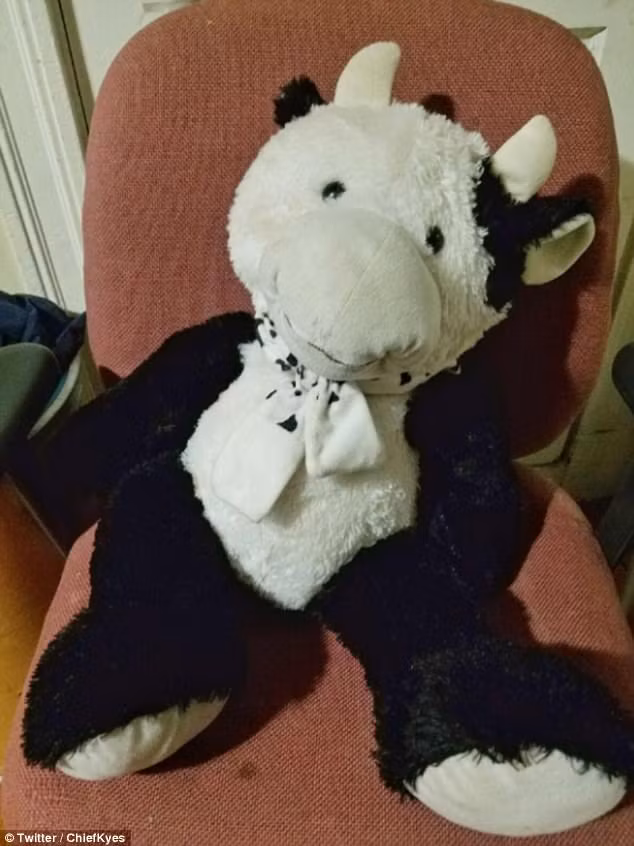  Con bò Luis đã ôm khi bị rơi ra ngoài cửa sổ 