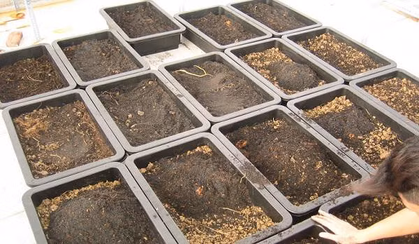 Bí quyết trồng rau cải xoong từ gốc mọc tua tủa, xanh mơn mởn ảnh 3