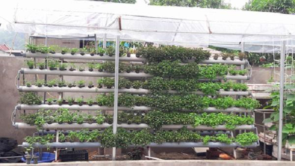 Bí quyết trồng rau cải xoong từ gốc mọc tua tủa, xanh mơn mởn ảnh 6 Bí quyết trồng rau cải xoong từ gốc mọc tua tủa, xanh mơn mởn ảnh 6