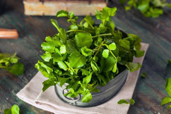 Bí quyết trồng rau cải xoong từ gốc mọc tua tủa, xanh mơn mởn ảnh 2 Bí quyết trồng rau cải xoong từ gốc mọc tua tủa, xanh mơn mởn ảnh 2