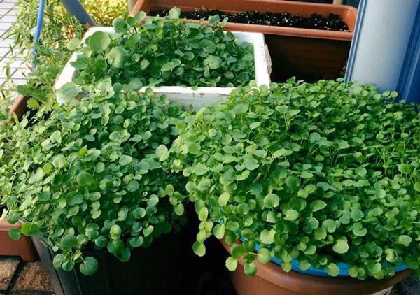 Bí quyết trồng rau cải xoong từ gốc mọc tua tủa, xanh mơn mởn ảnh 1