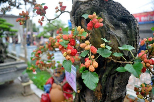 Những loại cây kiêng trồng trước nhà để tránh gặp xui xẻo hình ảnh 1 nhung loai cay kieng trong truoc nha de tranh gap xui xeo hinh anh 1