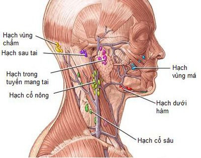 Nổi hạch ở cổ bên trái cảnh báo mắc bệnh gì? ảnh 1 noi hach o co ben trai canh bao mac benh gi? - 1