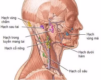 noi hach o co ben trai canh bao mac benh gi? - 1
