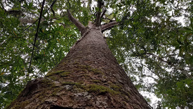 ky bi loai thong song cung thoi voi khung long o rung bidoup nui ba hinh anh 1