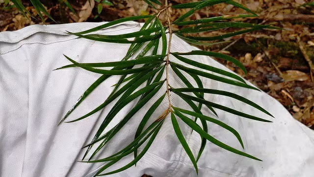 ky bi loai thong song cung thoi voi khung long o rung bidoup nui ba hinh anh 3