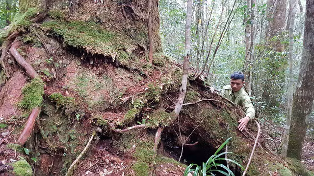 Bí mật loài thông sống cùng thời với khủng long ở rừng Bidoup Núi Bà
