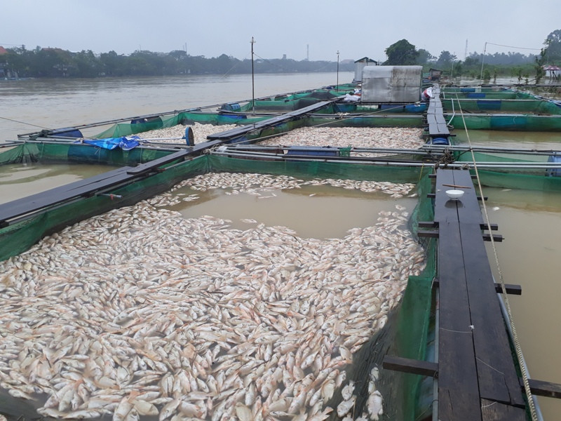 Cá chết trắng sông Bồ, dân thiệt hại tiền tỷ Cá chết trắng sông Bồ, dân thiệt hại tiền tỷ