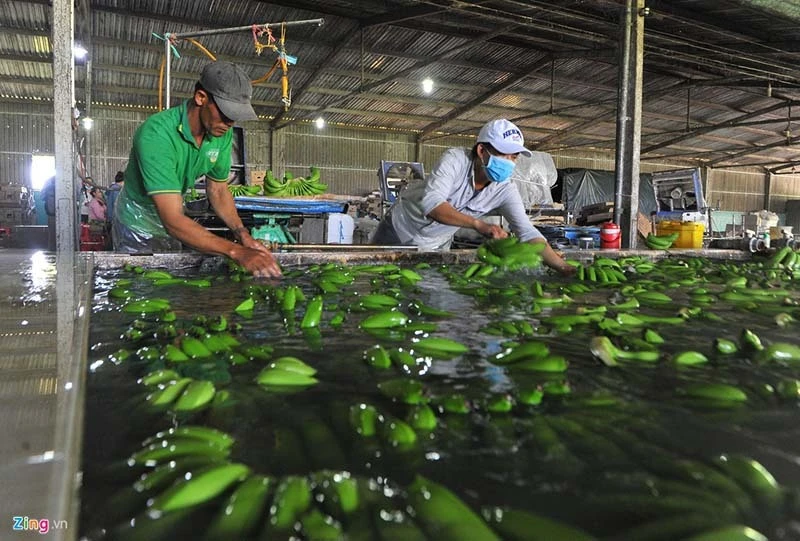 Thông hàng qua TQ giữa dịch bệnh, có 1 con đường an toàn, bán giá cao