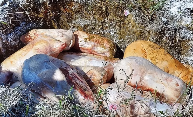 Tiêu hủy gần 2 tạ lợn sữa không rõ nguồn gốc suýt thành “món ngon” tiệc cưới