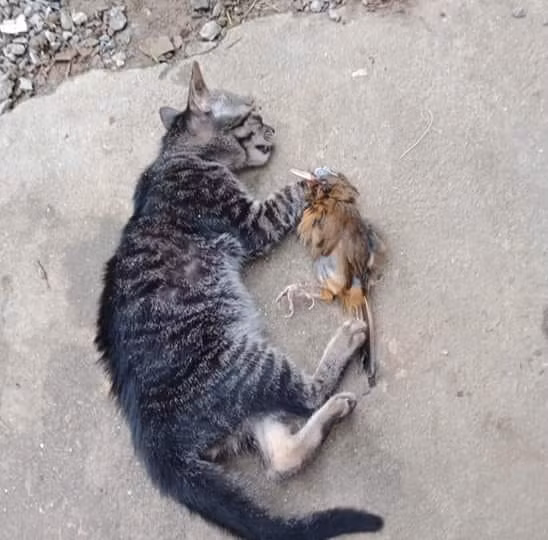 Ngày họa mi không còn hót.