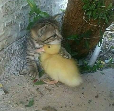 Đừng lo gà cưng vì đã có anh! Đừng lo gà cưng vì đã có anh!