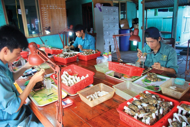 Nhân được cấy vào buồng trứng của trai, tùy thuộc vào buồng trứng có kích thước to hay nhỏ. Mỗi con trai có thể được cấy 1- 4 nhân tạo ngọc. Có 3 yếu tố quan trọng, Yếu tố thứ 1 là phải lựa chọn những con trai khỏe mạnh, không bị sâu bệnh, phải xử lý hết trứng sau đó mới cấy, đưa tế bào vào trong và phải thực hiện hết sức chính xác. Yếu tố thứ 2 là màu sắc, hình dạng con trai. Đặc biệt con trai phải có tuổi đời còn non.yếu tố thứ 3 là vị trí cấy để quyết định cho một viên ngọc đẹp, tròn nhất